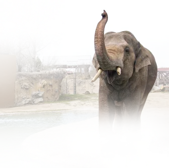 A decorative elephant background