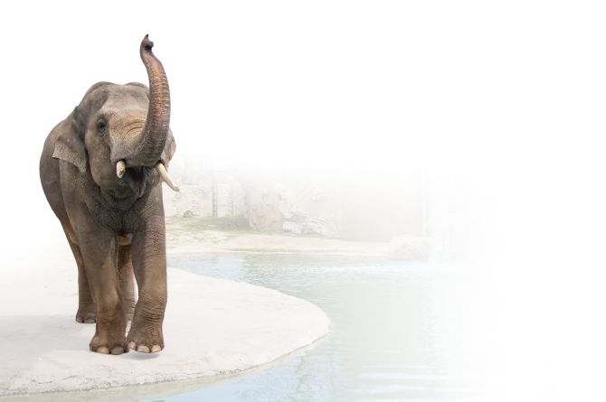 A decorative elephant background 