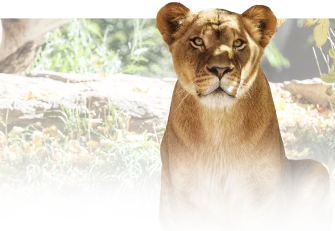 A decorative lion background