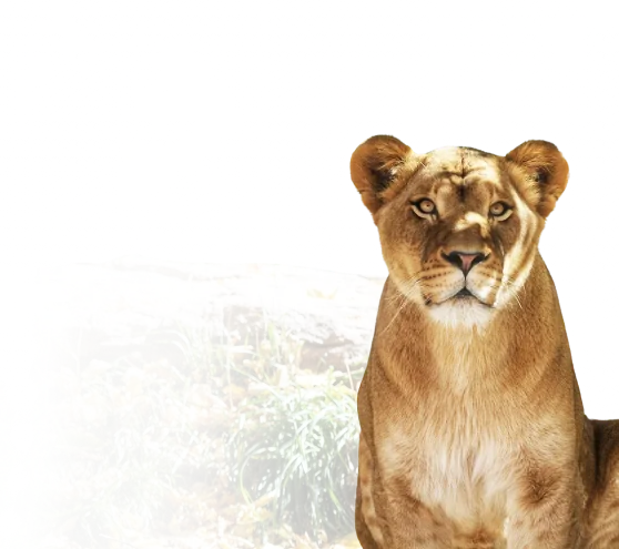 A decorative lion background 