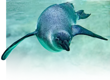A decorative penguin background