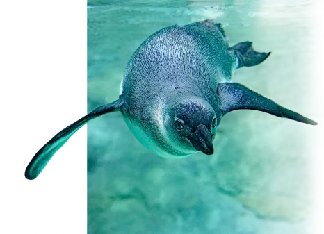 A decorative penguin background 