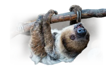 A decorative sloth background