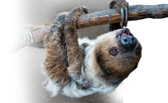 A sloth 