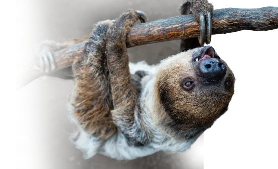 A decorative sloth background 