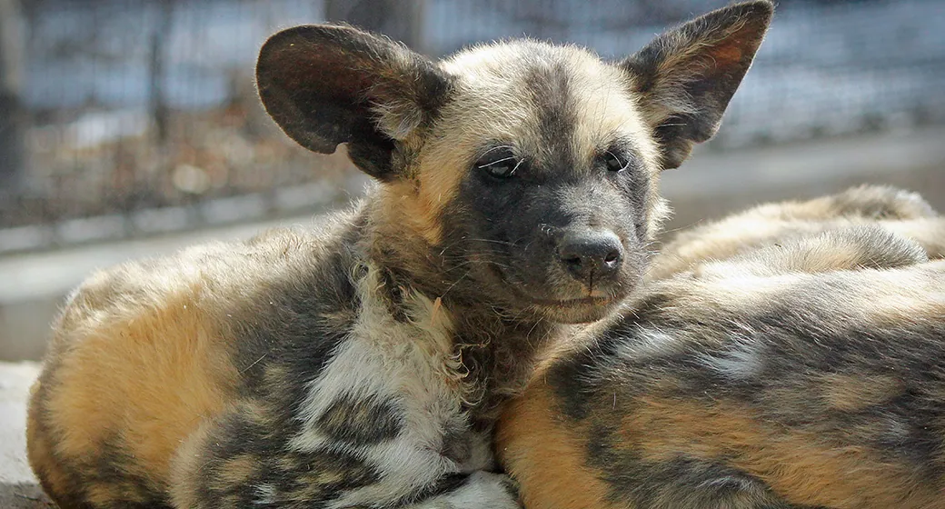 African Wild Dog Puppy Nigel