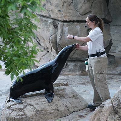 sealion with trainer at the Denver Zoo
