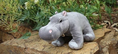 River Hippopotamus Denver Zoo River Hippopotamus Denver Zoo