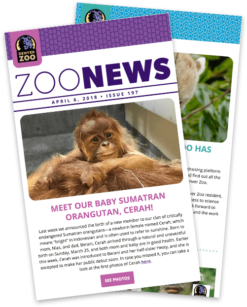 UpClose Looks Denver Zoo