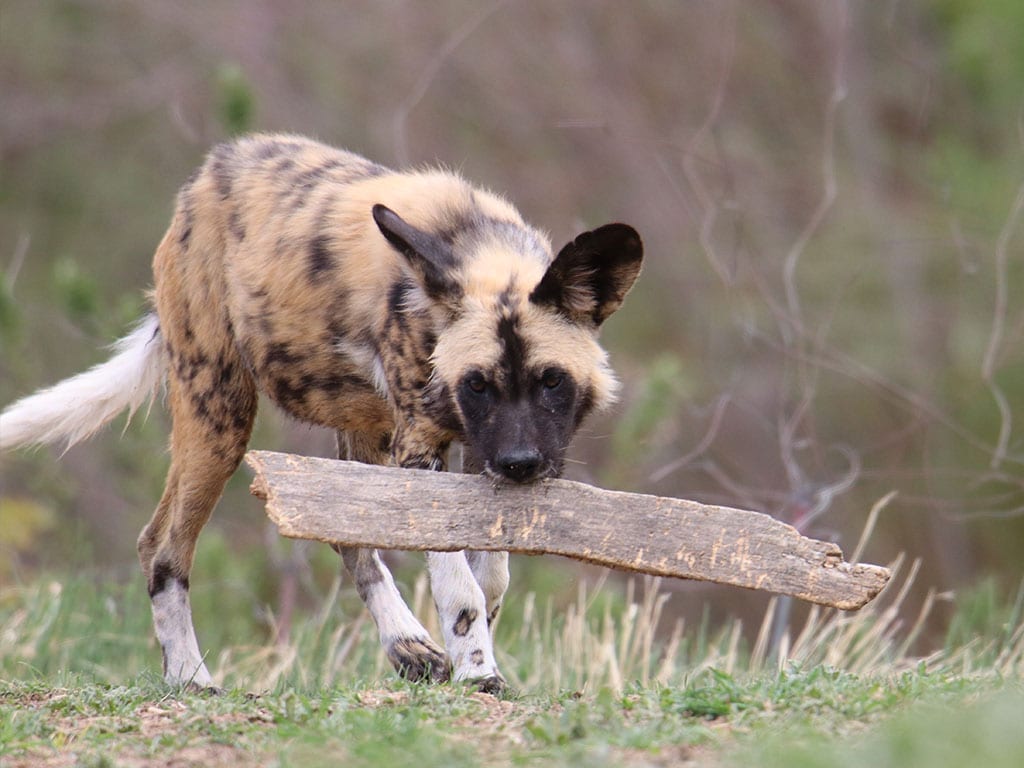 can african wild dogs mate with domestic dogs