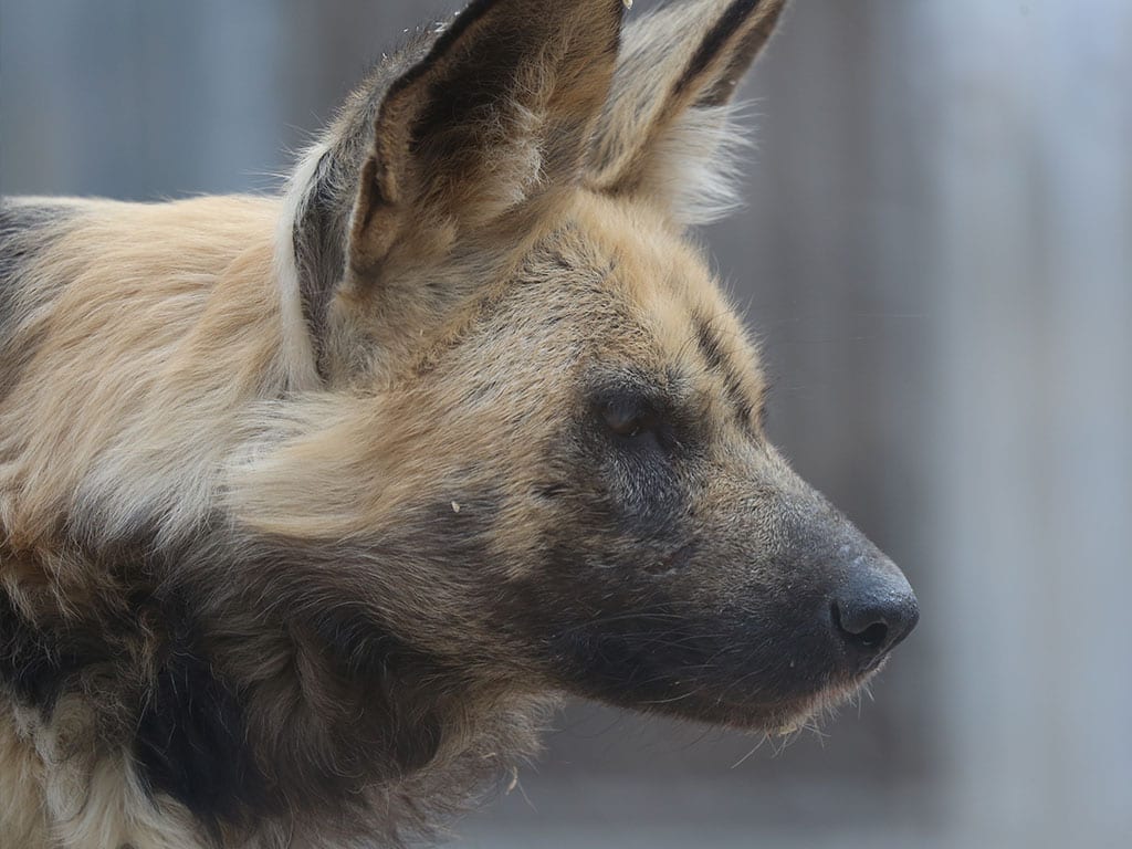 domestic african hunting dog