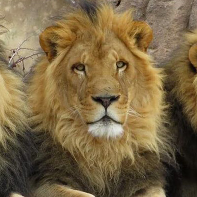 African Lion - Denver Zoo