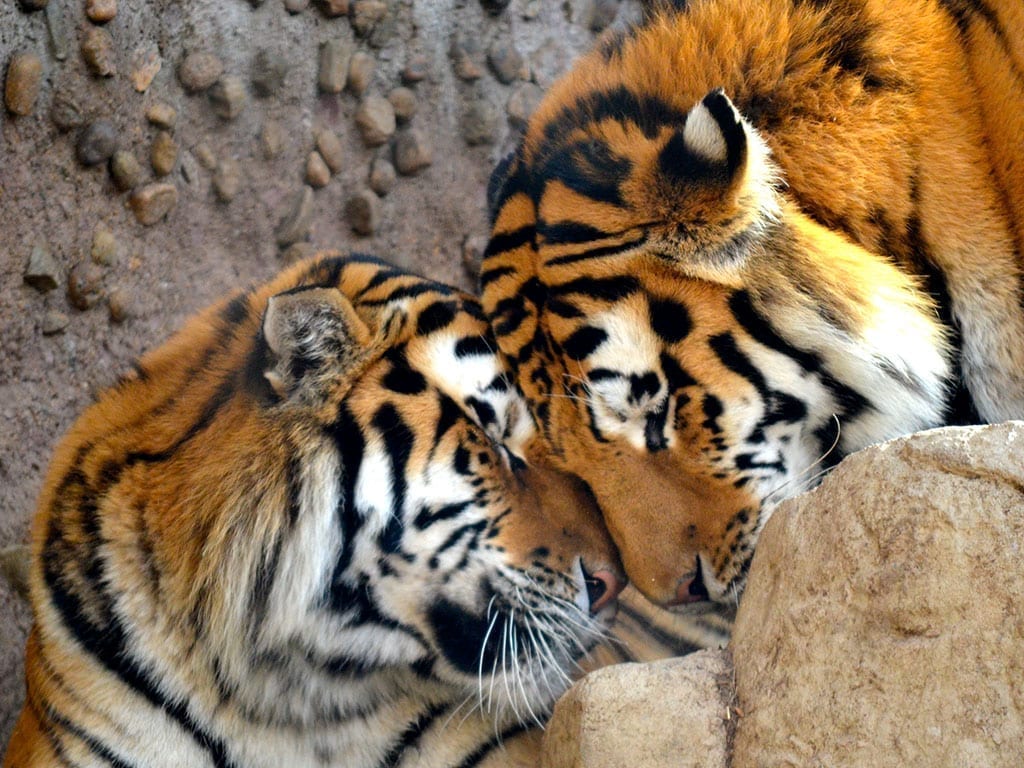 Amur (Siberian) Tiger - Denver Zoo