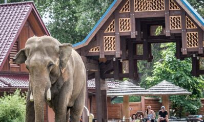 asian elephant in denver zoo exhibit
