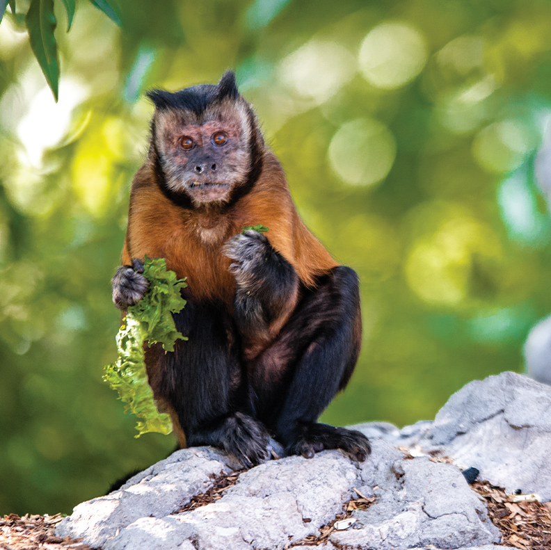 Capuchin Annual