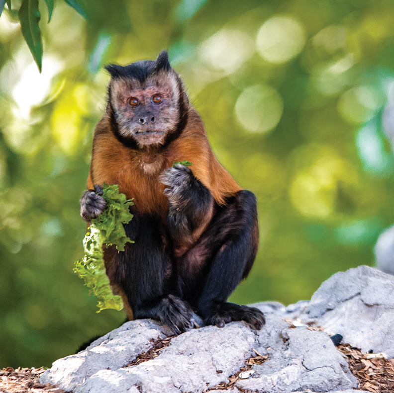 Capuchin Monkey, Our Animals