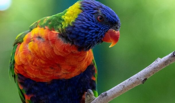 Lorikeet on a branch at Denver Zoo Lorikeet Adventure