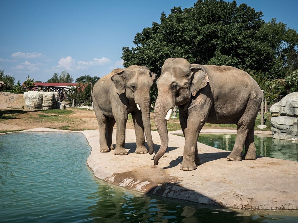 Supporting Wild Elephants - Denver Zoo