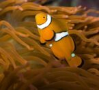 clownfish swimming through ane