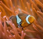clownfish swimming through anemone
