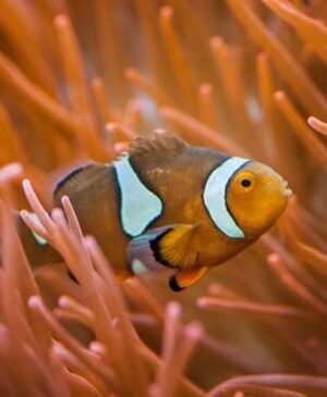 clownfish swimming through anemone