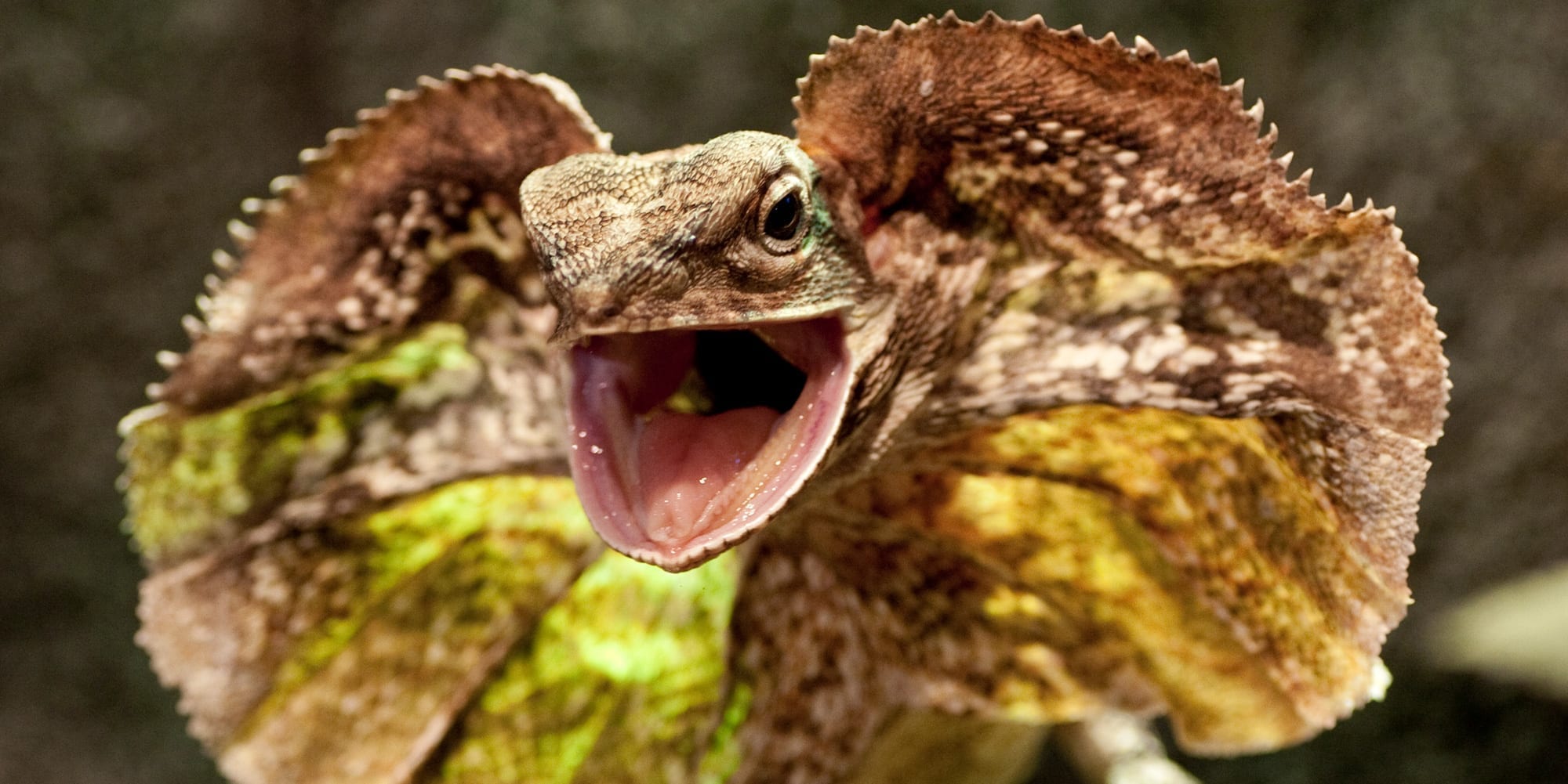 frilled lizard with mouth open