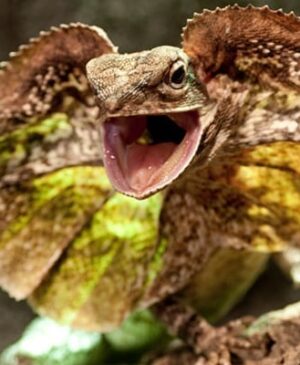 frilled lizard with mouth open