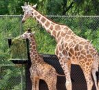 Mom and baby giraffe eating