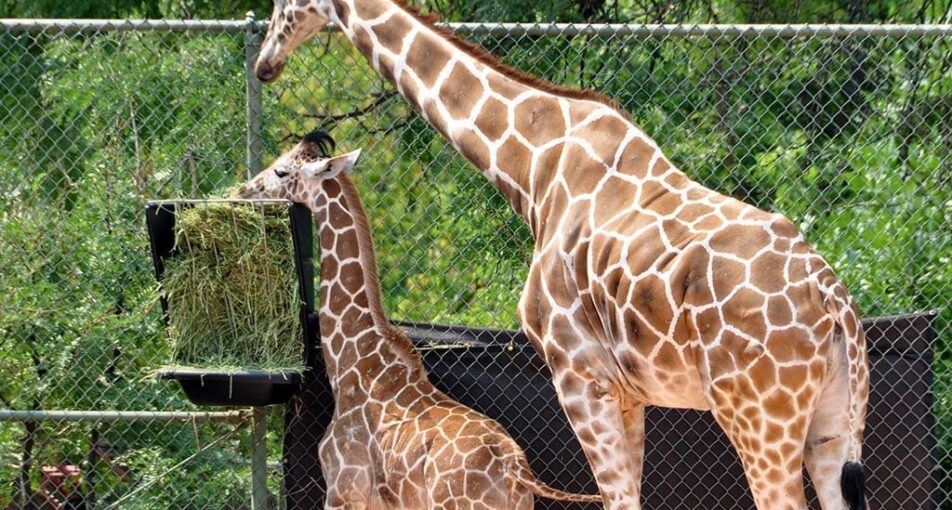 Mom and baby giraffe eating