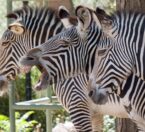 group of grevy zebras being vocal
