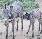 mom and baby grevy zebra