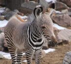 baby grevy zebra