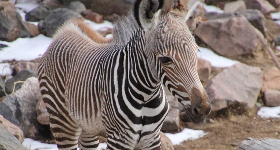 baby grevy zebra