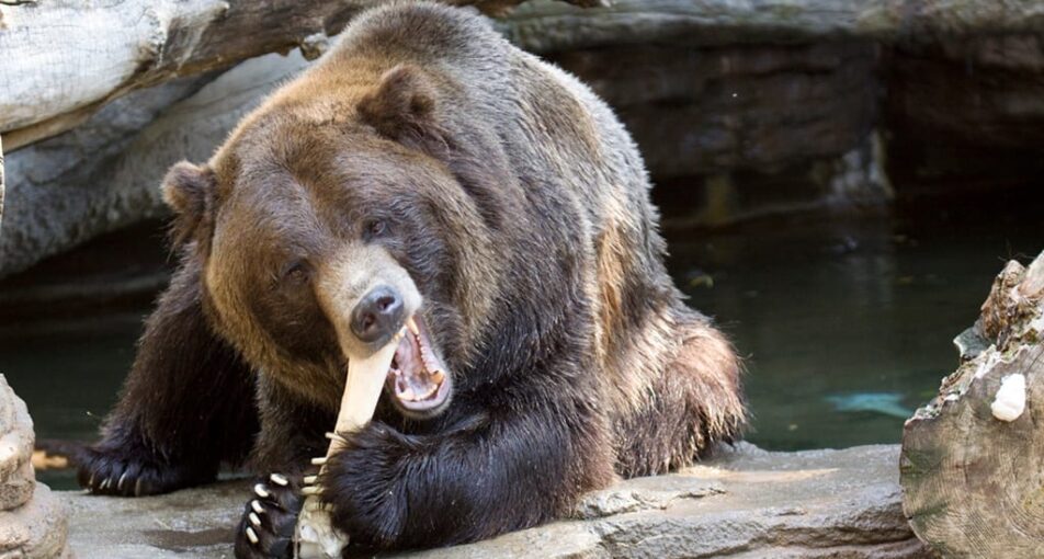Grizzly bear eating bone