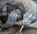 komodo dragon with tongue out