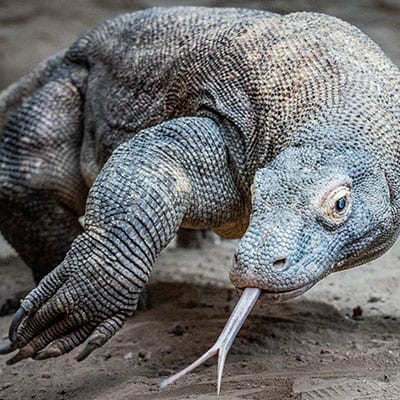 komodo dragon with tongue out