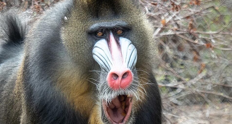 Mandrill mouth open