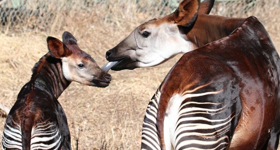 Mom and baby okapi
