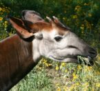 Okapi eating