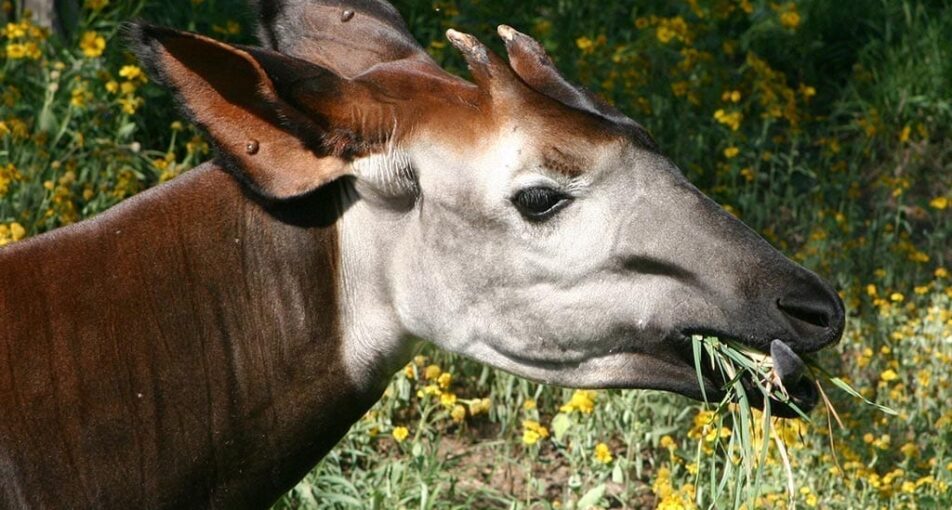 Okapi eating