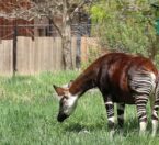 Okapi grazing
