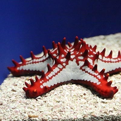 Qué hay dentro de una estrella de mar? - National Geographic en Español