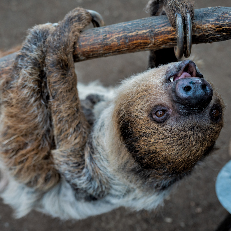 Linne's Two-toed Sloth - Denver Zoo