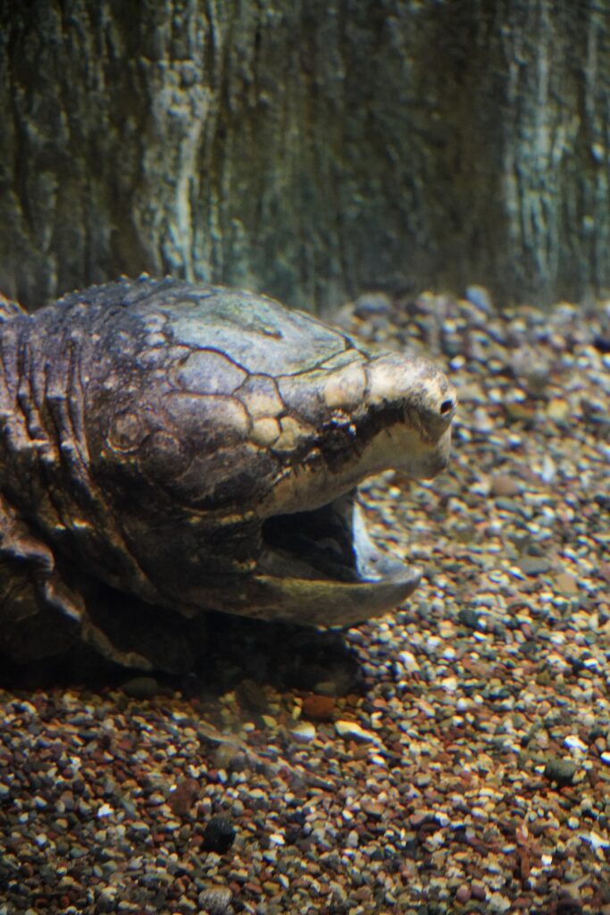 Alligator Snapping Turtle - Denver Zoo