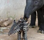 Mom and baby Malayan tapirs