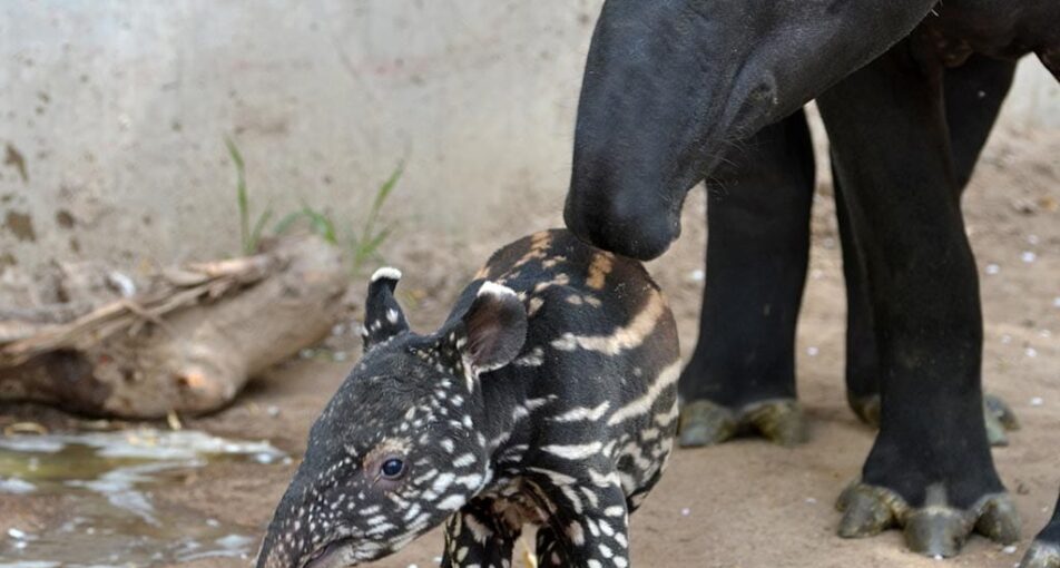 Mom and baby Malayan tapirs