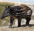 Baby Malayan tapir