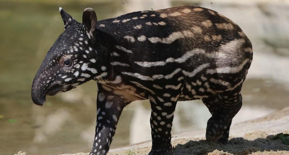 Baby Malayan tapir