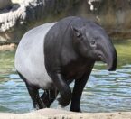 Malayan tapir walking out of water