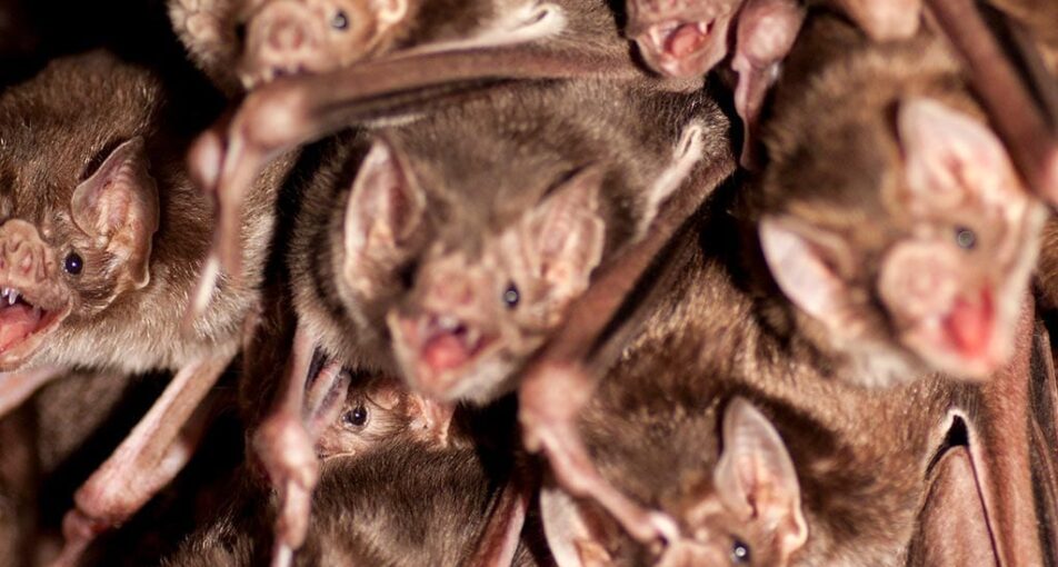 Group of vampire bats upside down